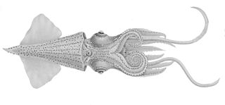 <i>Enoploteuthis leptura</i> Species of squid