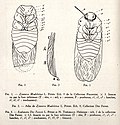 Vignette pour Zeunera