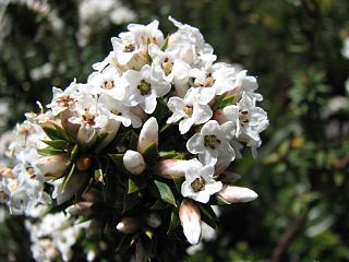 <i>Epacris breviflora</i> Species of flowering plant