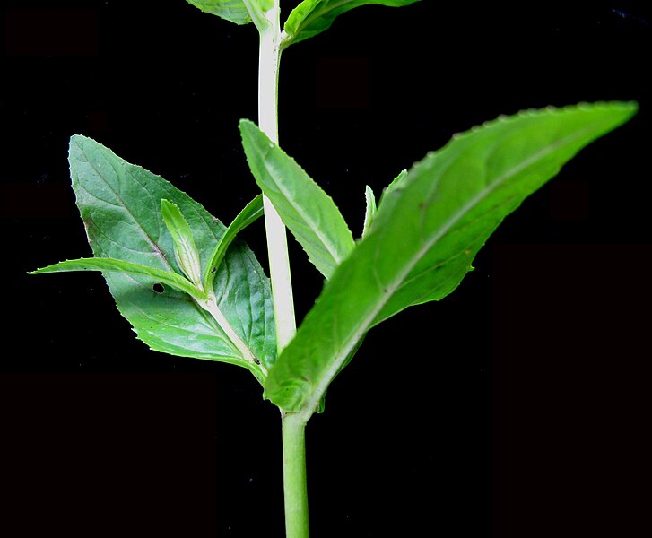 File:Epilobium ciliatum 15-p.bot-epilo.gland-022.jpg