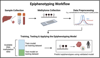 <span class="mw-page-title-main">Epiphenotyping</span> Epiphenotyping is the use of DNA methylation patterns to predict phenotypes.