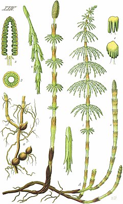 Meadow horsetail (Equisetum pratense), illustration