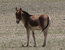 Wild kiang in Changtang Equus kiang - Changtang.jpg