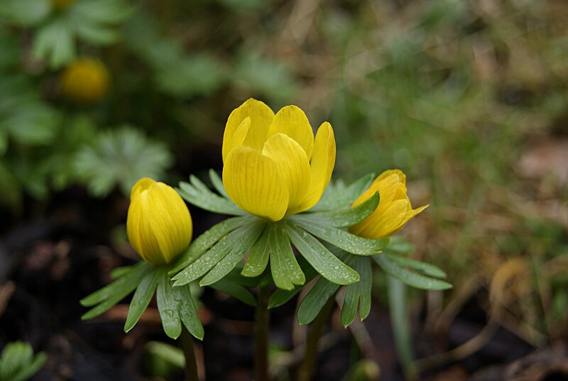 File:Eranthis hyemalis-584.JPG