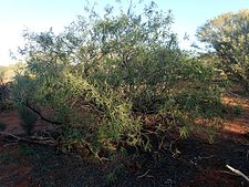 E. longifolia growing at Karalundi Eremophila longifolia (habit).jpg