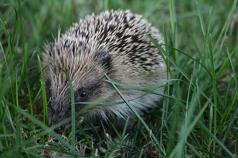 File:Erinaceus europaeus New Zealand Hedgehog.jpg