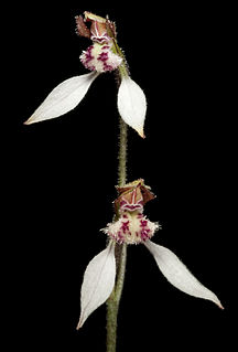 <i>Eriochilus helonomos</i> Species of orchid