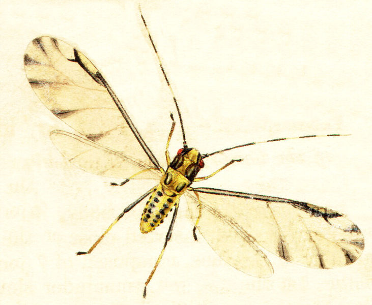 File:Eucallipterus tiliae01.jpg