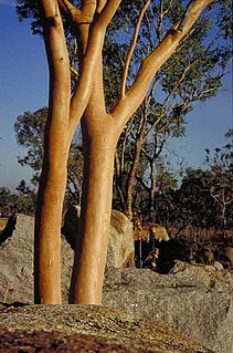 <i>Eucalyptus tintinnans</i> Species of eucalyptus