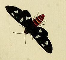 Euchromia creusa.JPG