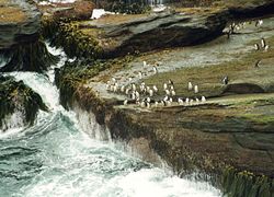 Pinguini rockhopper a New Island