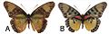 Euphaedra cyparissa cyparissa female dorsal (a); ventral (b)