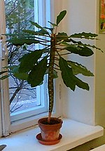 Madagaskarin Palmu