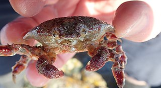 <i>Eurynolambrus australis</i> Species of crab