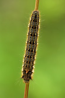Caterpillar Euthrix potatoria caterpillar (top view) - Keila.jpg