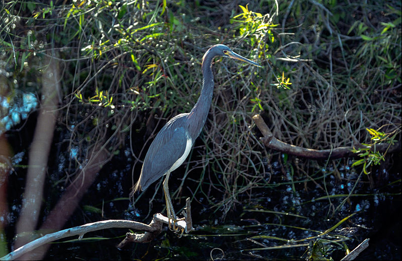 File:Everglades50(js)-Tricolored Heron.jpg