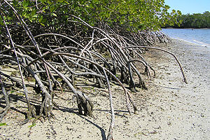 Everglades National Park