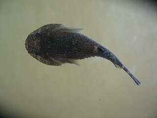 Gobiesox strumosus species of fish