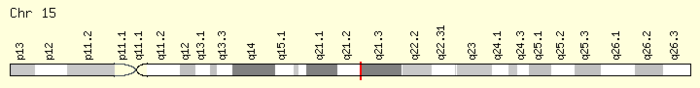 FAM214A location on chromosome 15 FAM214A Gene Location on Chromosome 15 from Gene Cards.png