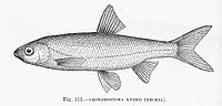 Miniatuur voor Chondrostoma knerii