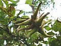 Fagales Betulaceae Corylus tunohasibami.JPG