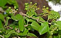 False Turkeyberry (Canthium armatum) (16462475912).jpg