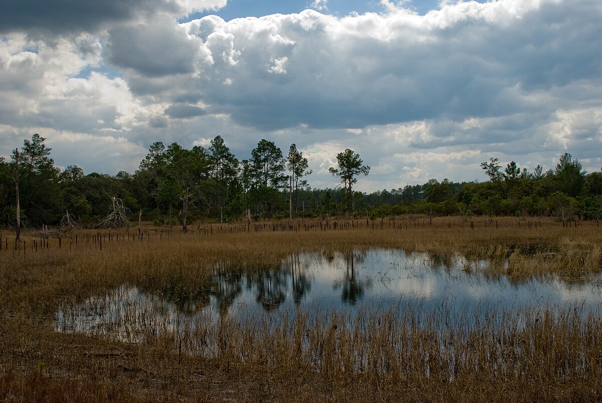 Ocala National Forest, Florida Ocala National Forest, Florida