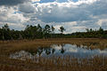 Image 8Farles Prairie in Ocala National Forest