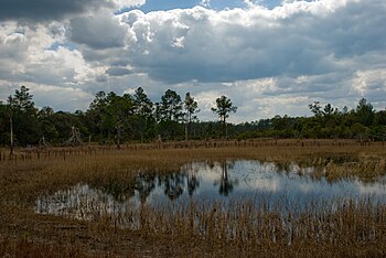 Ocala National Forest