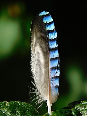 Feather from a eurasian jay ( Garrulus glandarius )