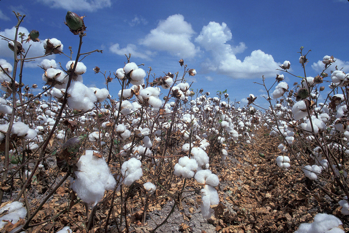 Coton Traditionnel et Coton Bio : Quelle est la Différence ?