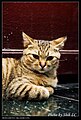 Felis silvestris catus (4981066517).jpg