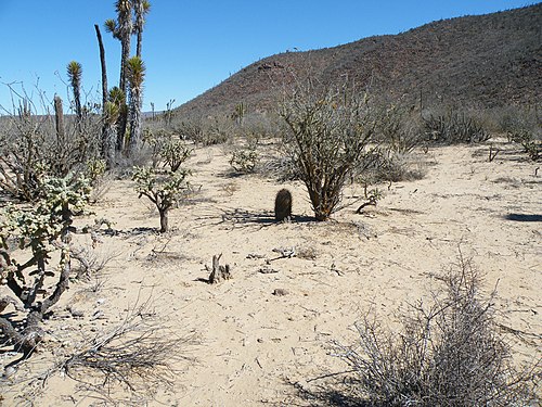 Habitat in Viscaino, Baja California Sur