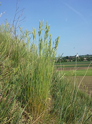 <i>Festuca rupicola</i> Species of plant in the family Poaceae