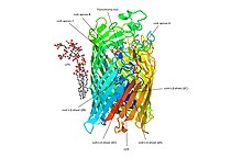 FhuA from E. Coli in Complex with Bound Ferrichrome-Iron FhuA from E. Coli in Complex with Bound Ferrichrome-Iron.jpg