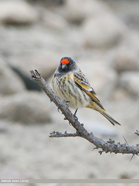 File:Fire-fronted Serin (Serinus pusillus) (47099236952).jpg