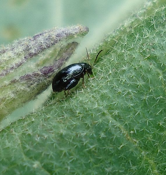 File:Flea beetle on an Okra plant.jpg