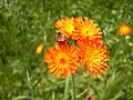 Hieracium aurantiacum