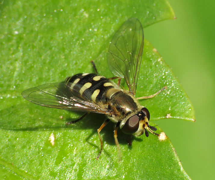 File:Flower Fly (8563275506).jpg