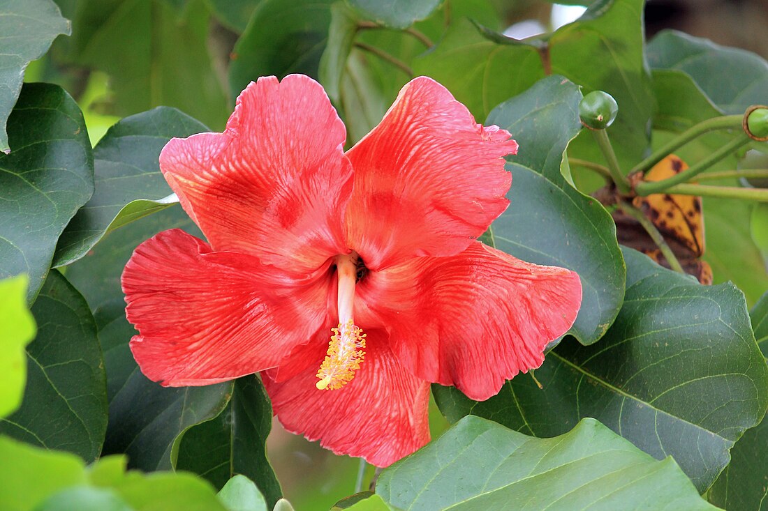 Thespesia grandiflora