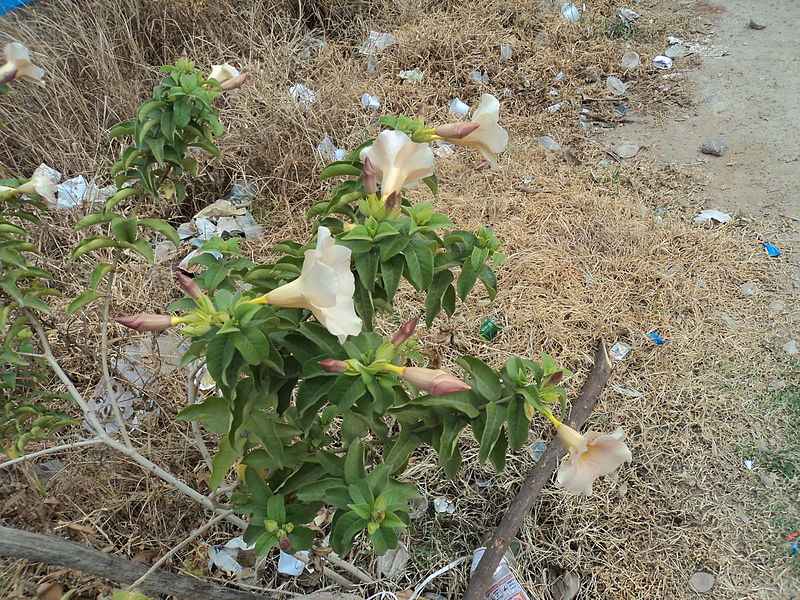 File:Flower plant2, unknown,Tamil Nadu433.JPG