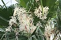 Flowering Mexican Date Palm.jpg