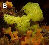 Clathrina clathrus (près de Calvi sur la côte nord de l'île de Corse)