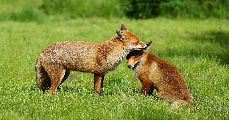 File:Fox Grooming (7381696410).jpg