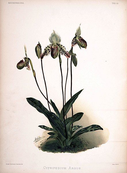 File:Frederick Sander - Reichenbachia II plate 83 (1890) - Cypripedium argus.jpg