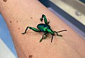 Frog-legged beetle (Sagra longicollis), Entomica 2.jpg