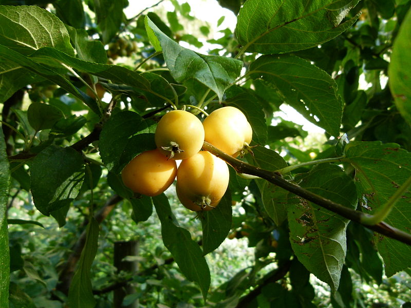 File:Fruits on a tree.jpg