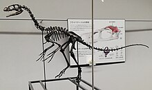 Fukui Prefectural Dinosaur Museum 20210504 23.jpg