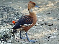 Duck, Fulvous Whistling- Dendrocygna bicolor