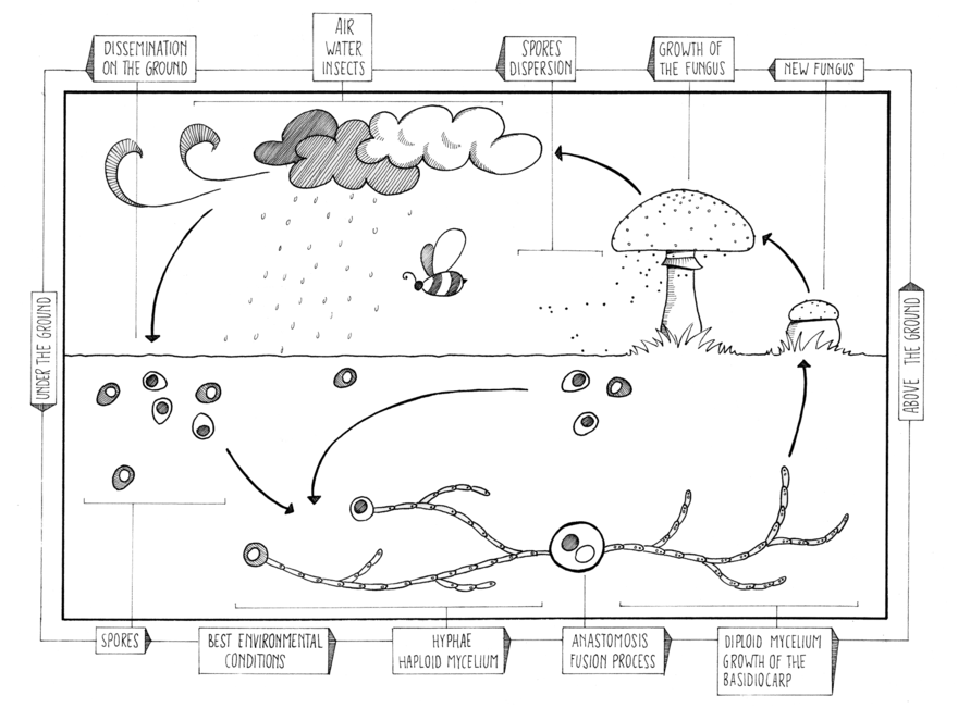 Sexual reproduction cycle of basidiomycetes